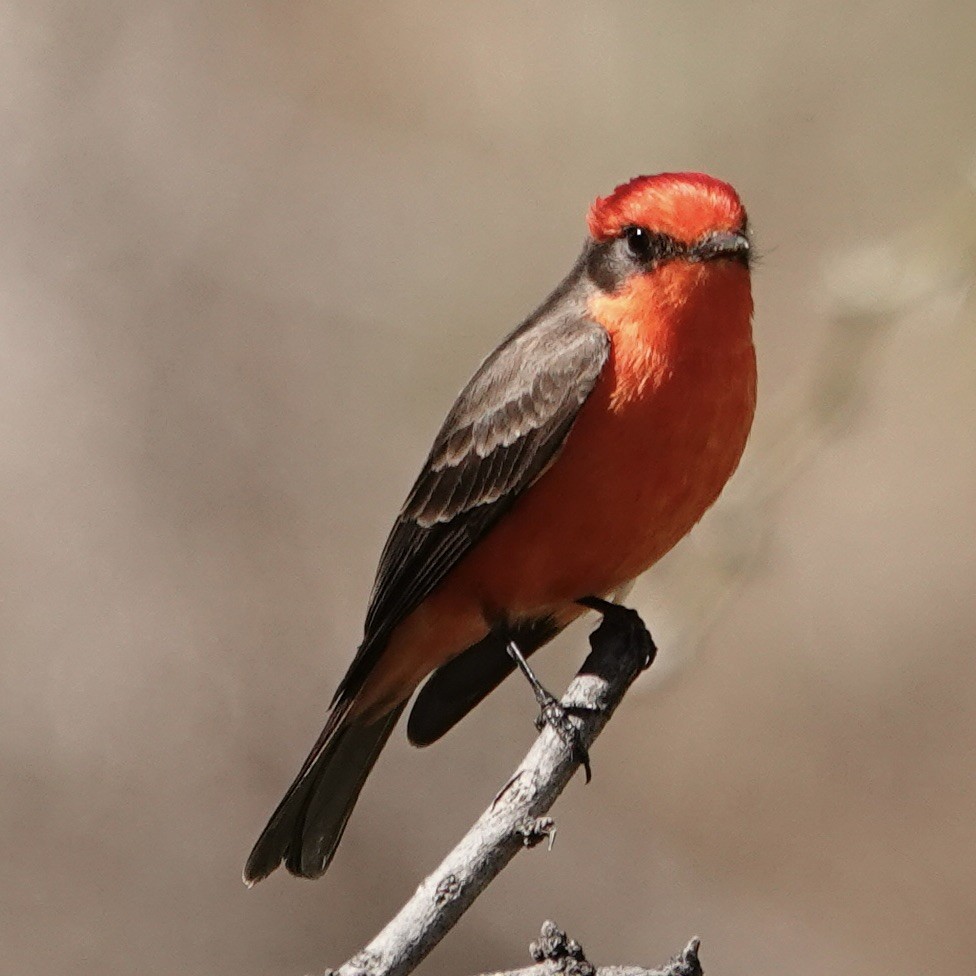 Vermilion Flycatcher - ML615682027