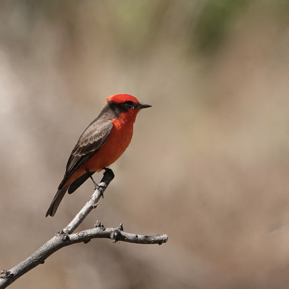 Vermilion Flycatcher - Chris McVittie