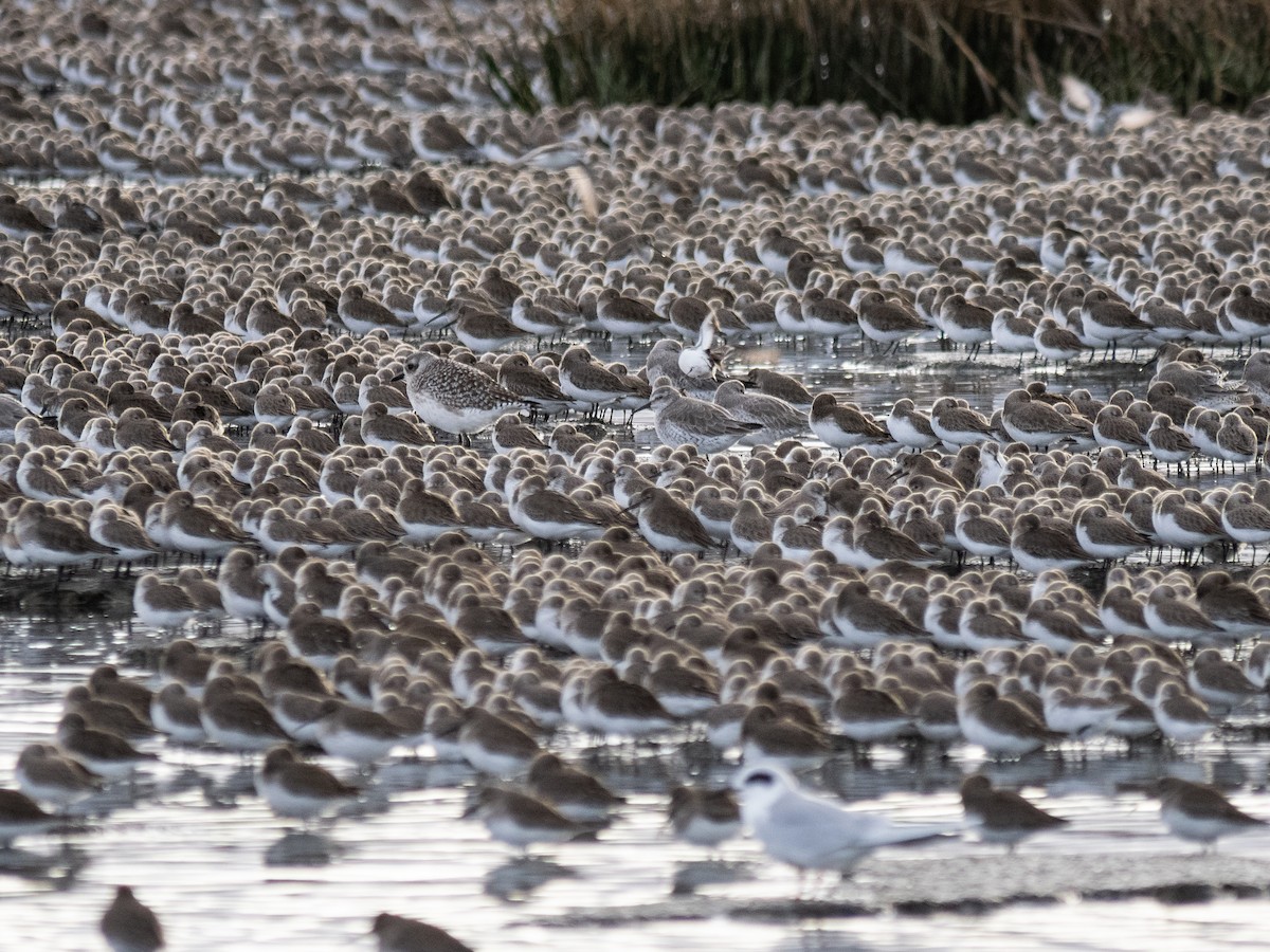 Red Knot - Caitlin Chock