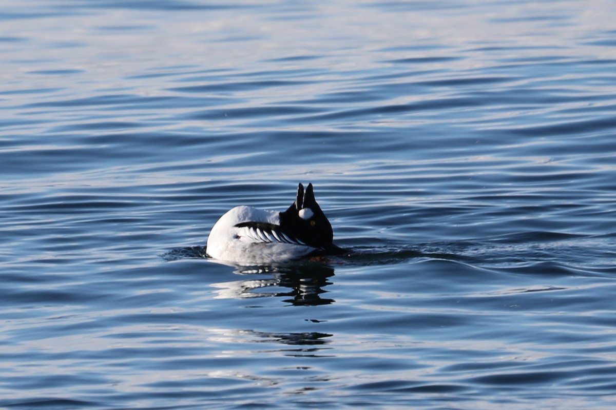 Common Goldeneye - ML615682049