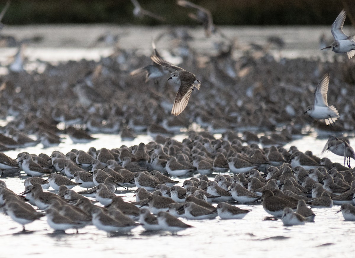 Western Sandpiper - Caitlin Chock