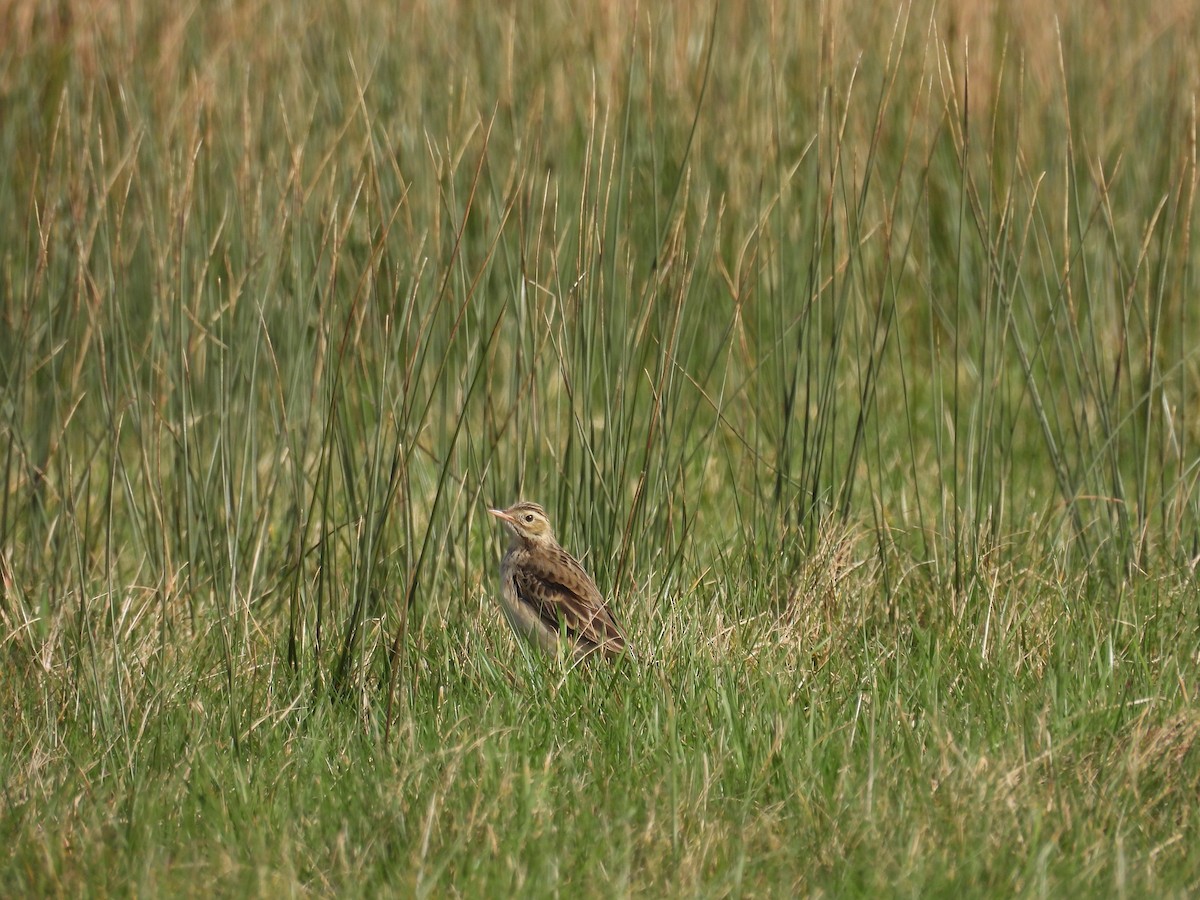 Richard's Pipit - ML615682057