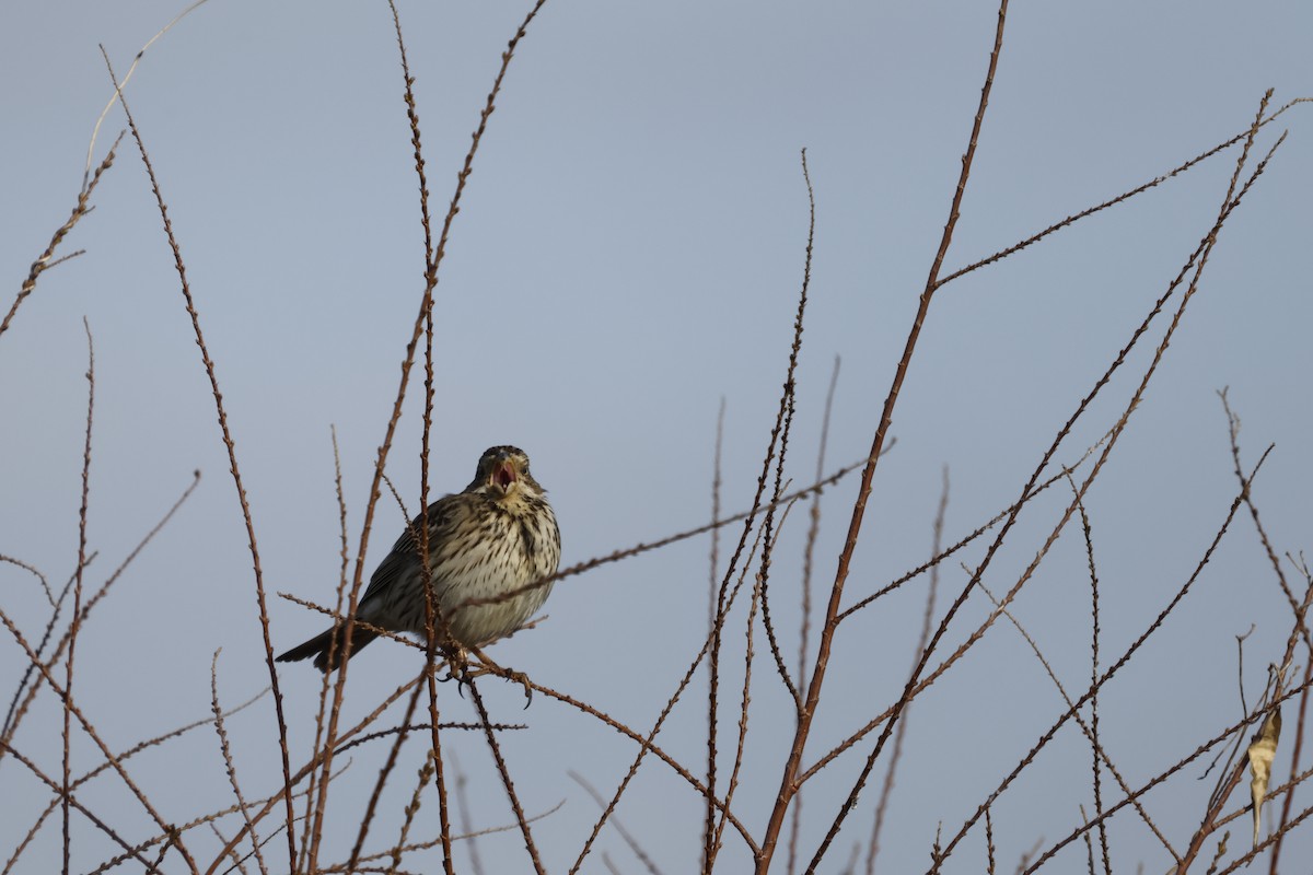 Corn Bunting - ML615682060