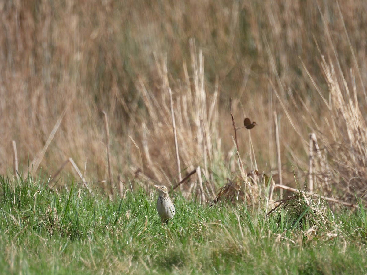 Richard's Pipit - Bart Donato