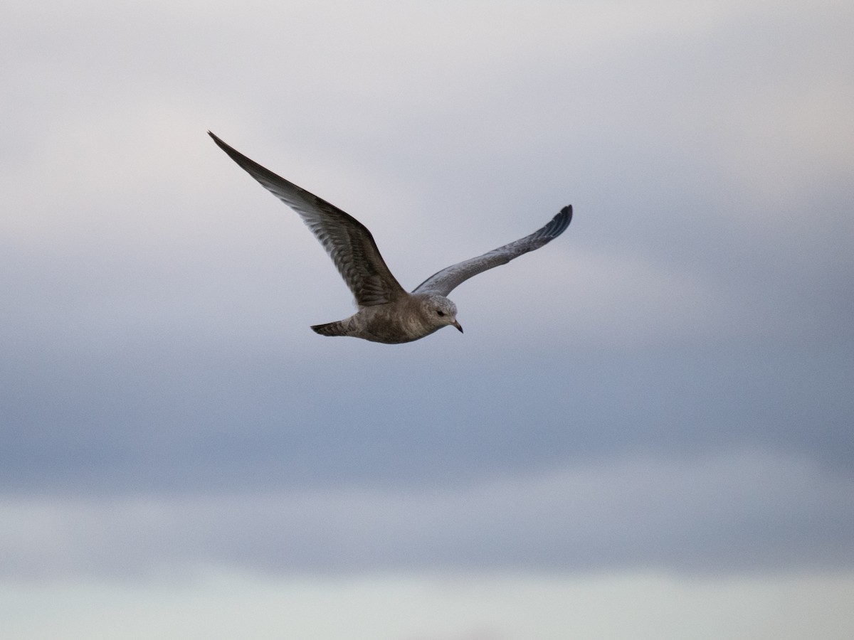 Short-billed Gull - Caitlin Chock