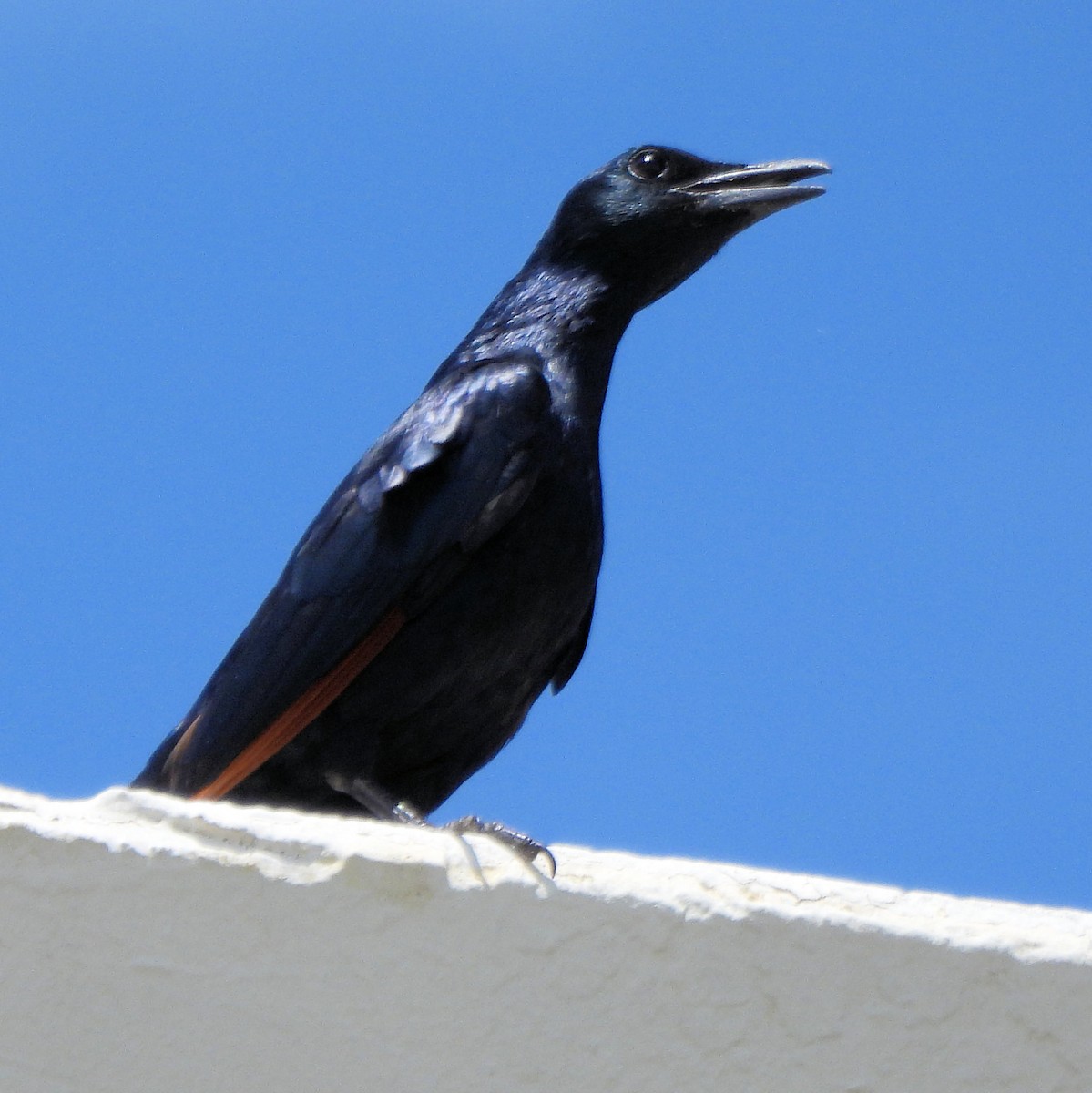 Red-winged Starling - ML615682205