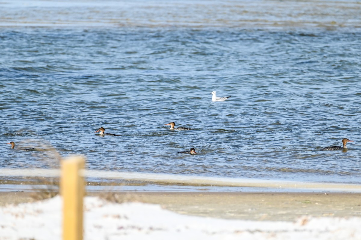 Red-breasted Merganser - ML615682211