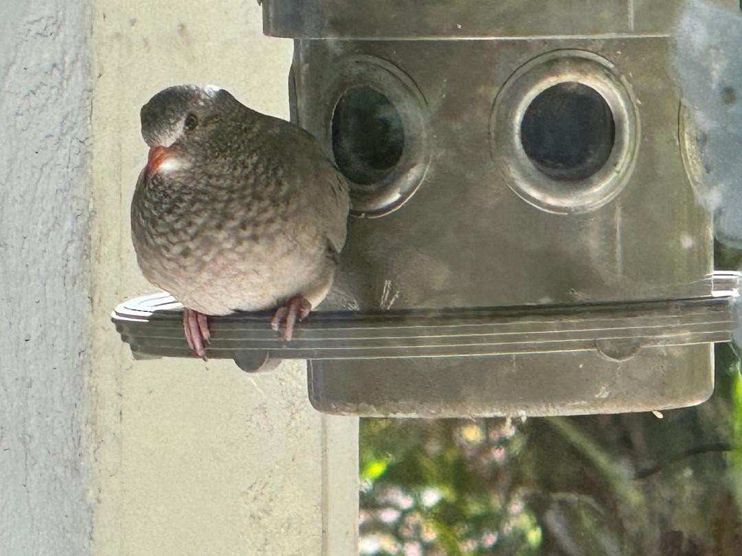 Common Ground Dove - ML615682248