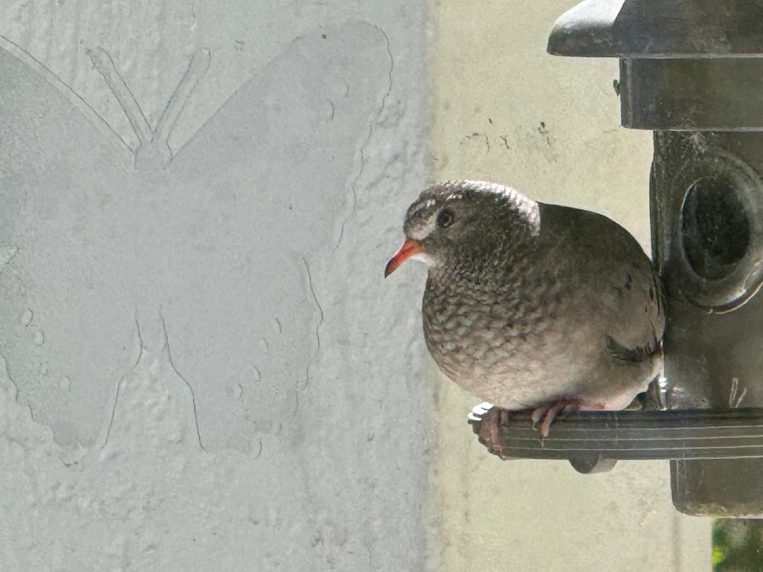 Common Ground Dove - ML615682253