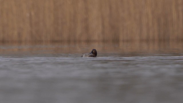 Common Pochard - ML615682285