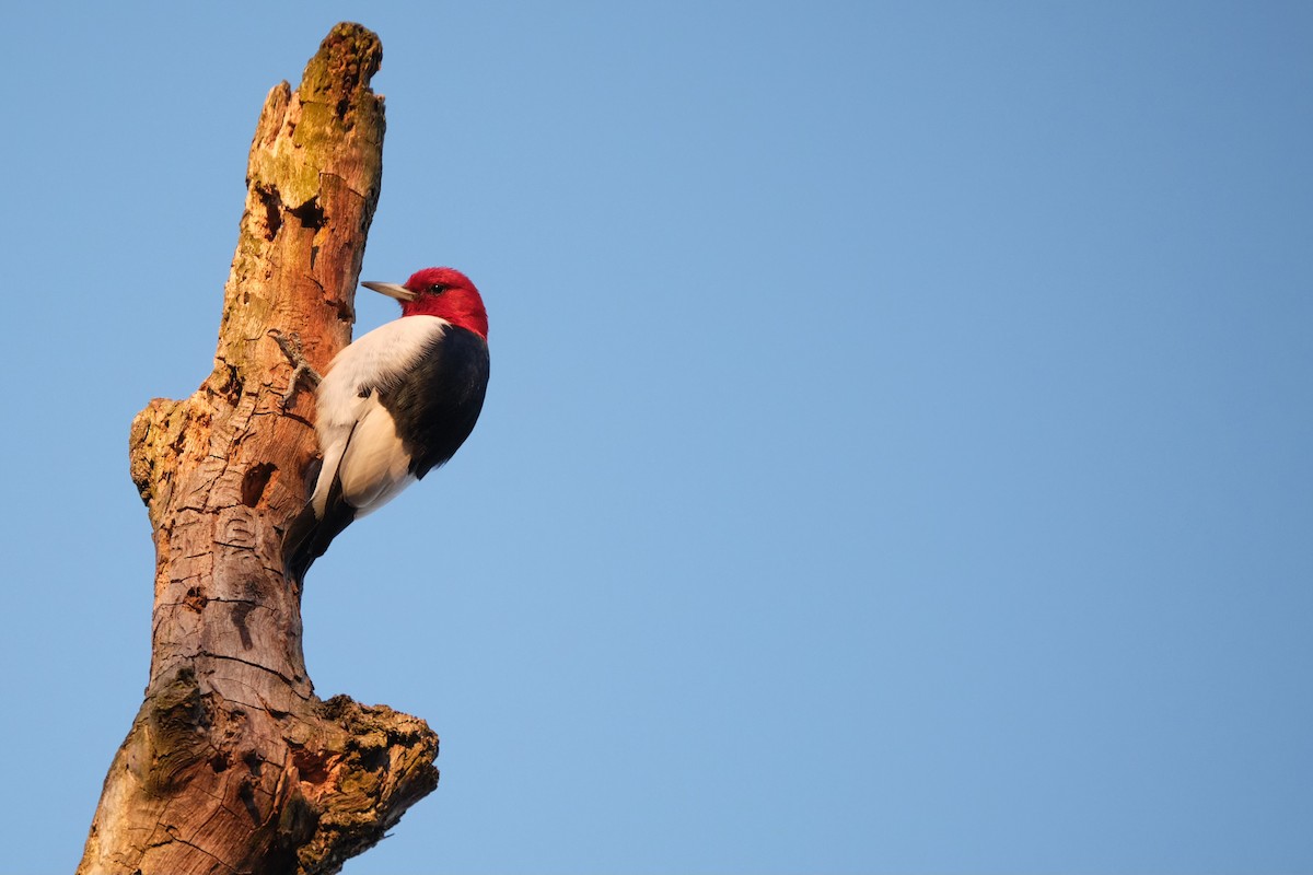 Red-headed Woodpecker - Alex Haza