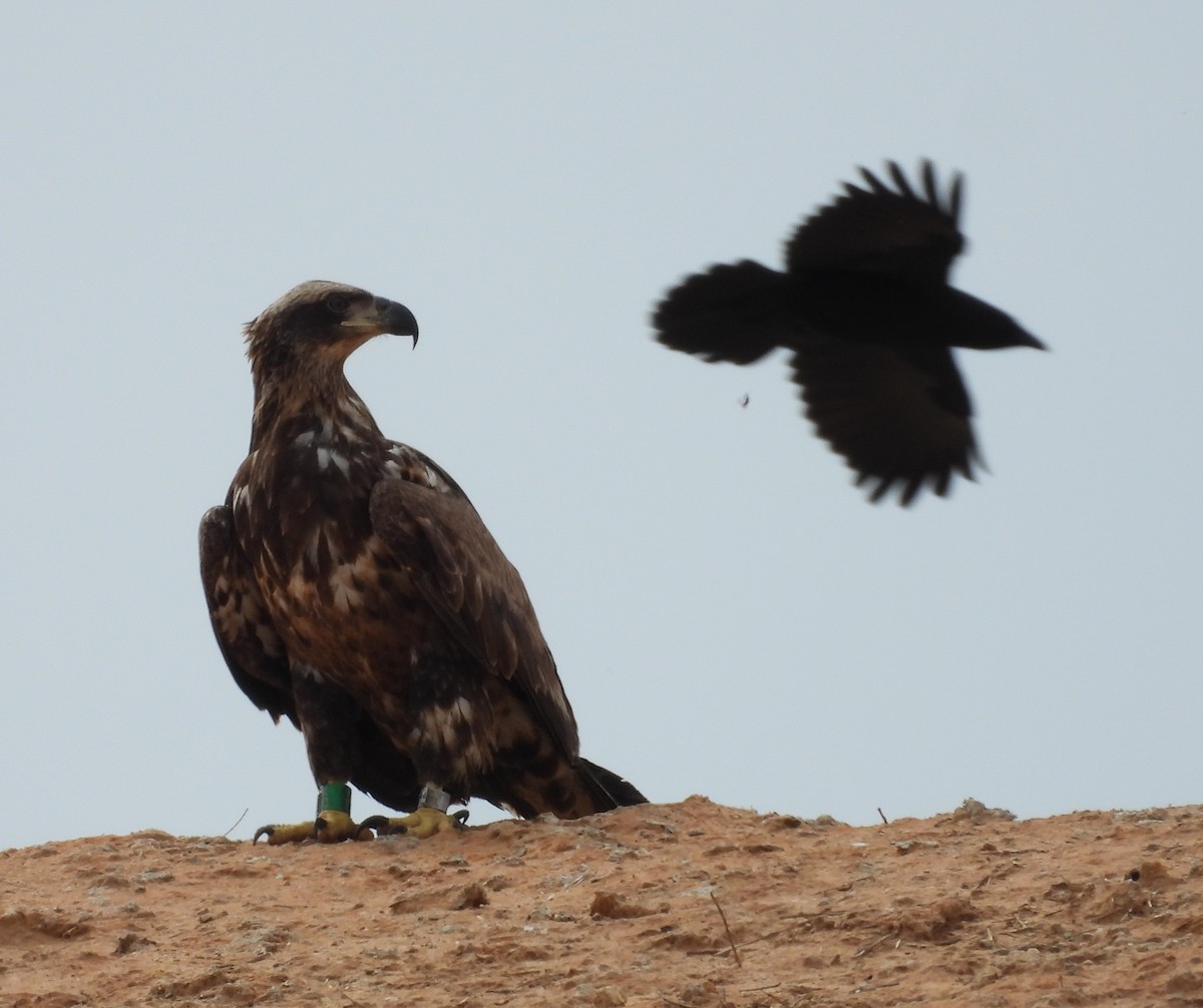 Bald Eagle - ML615682381