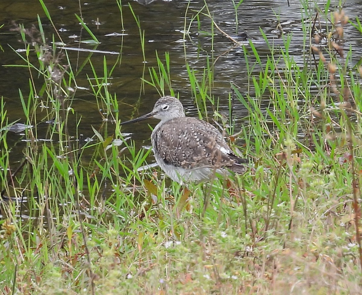 Greater Yellowlegs - ML615682440