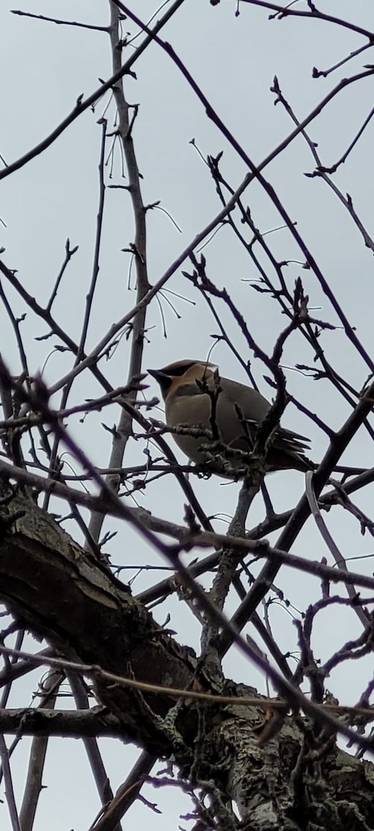 Bohemian Waxwing - ML615682468