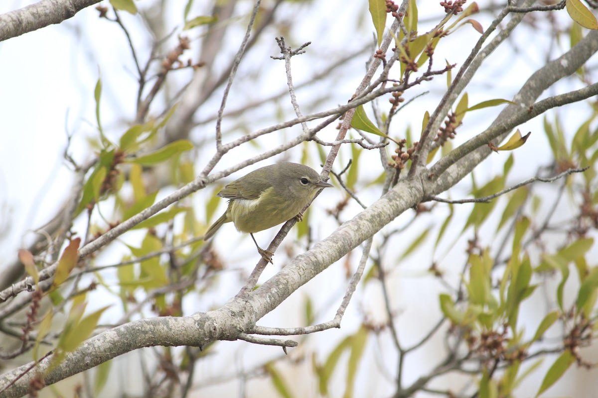 Orange-crowned Warbler - Matt Robertson