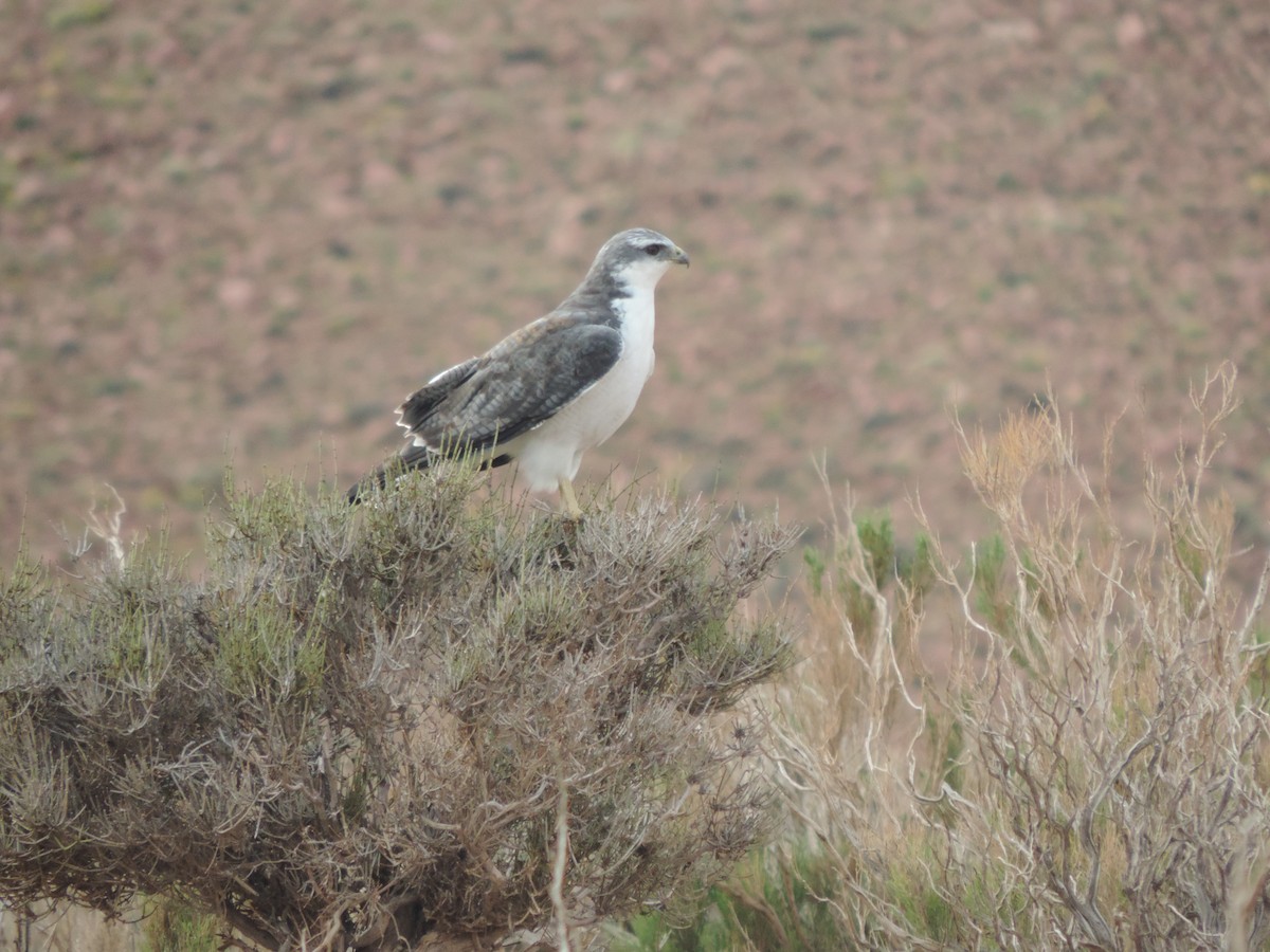 Variable Hawk (Puna) - Nazareno Yunes Del Carlo