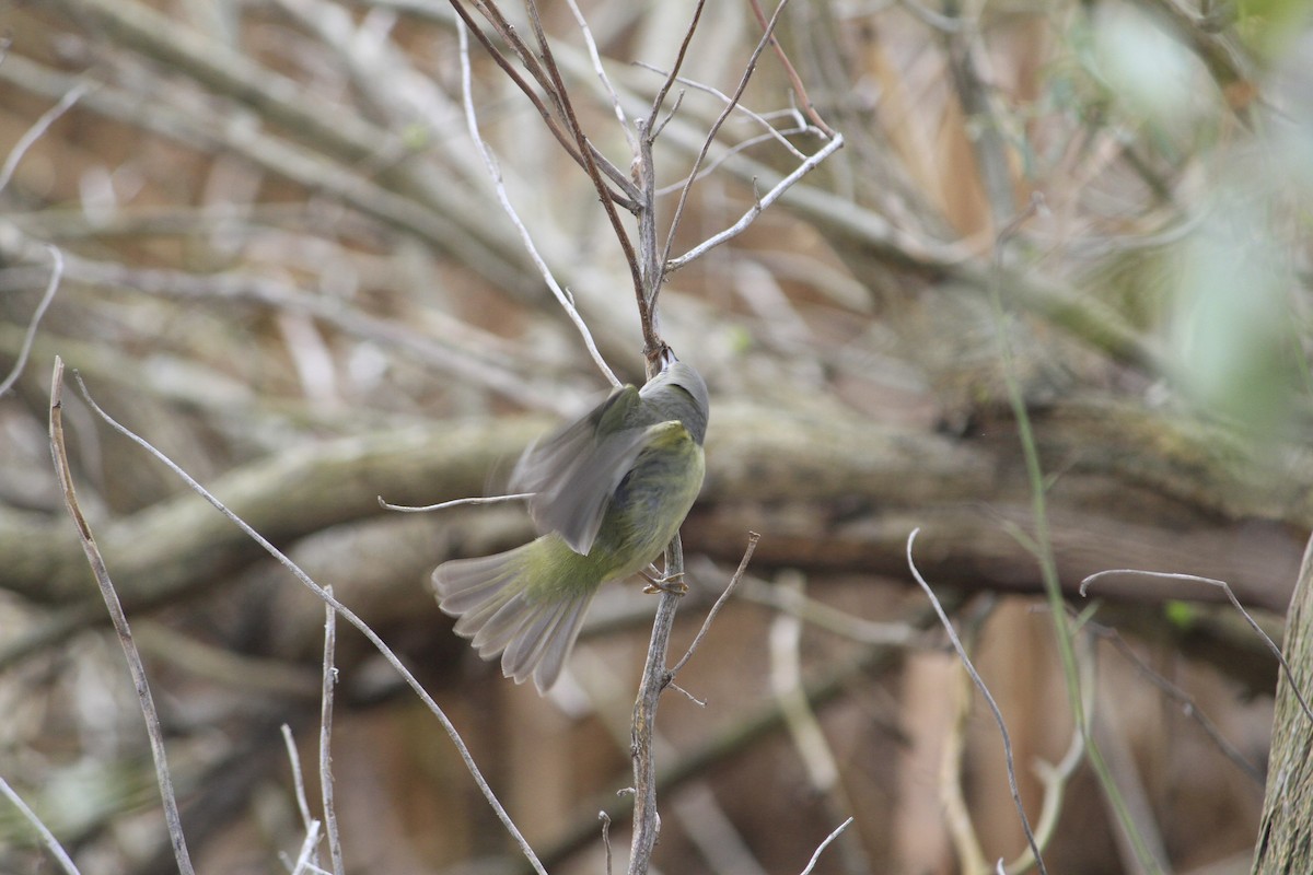 Orange-crowned Warbler - Matt Robertson