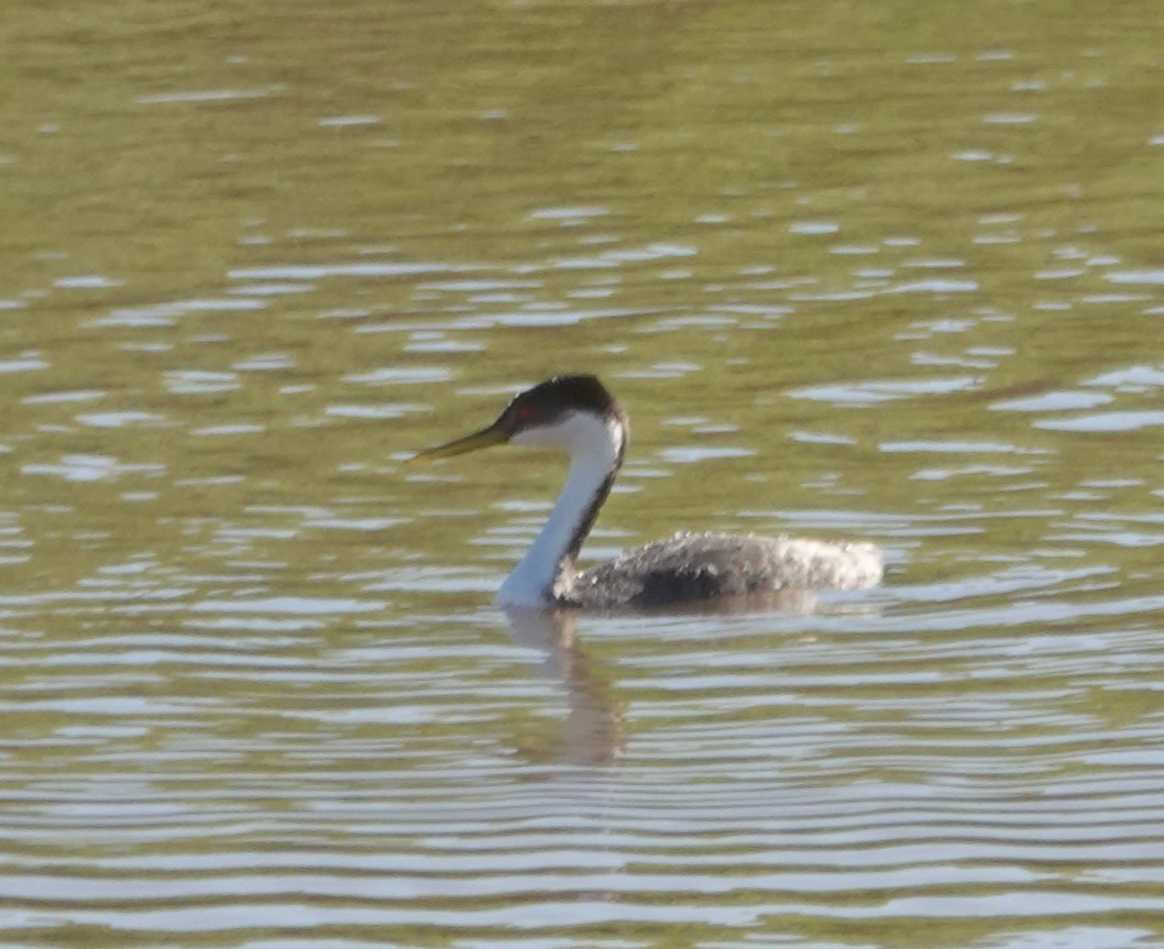 Western Grebe - ML615682492