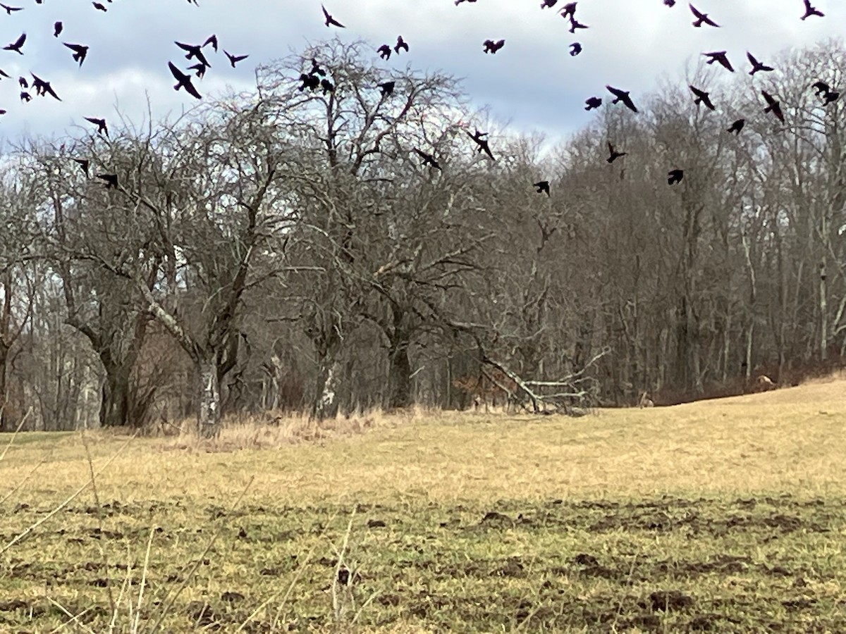 Red-winged Blackbird - ML615682501