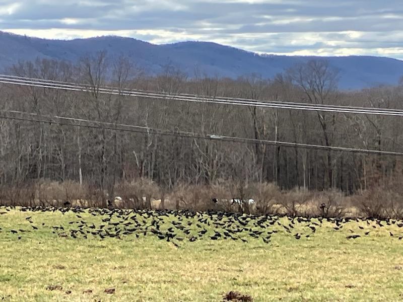 Red-winged Blackbird - ML615682502