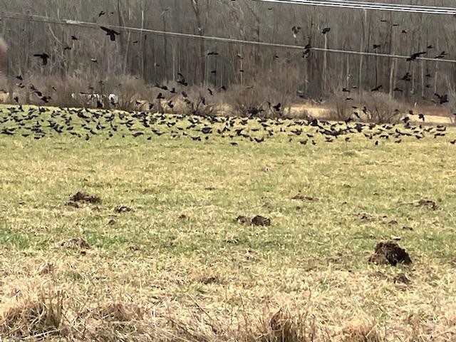 Red-winged Blackbird - ML615682503