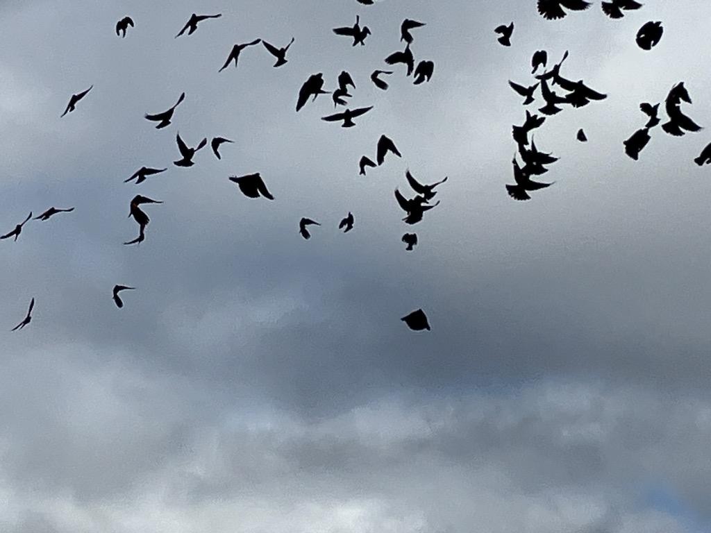 Red-winged Blackbird - ML615682504