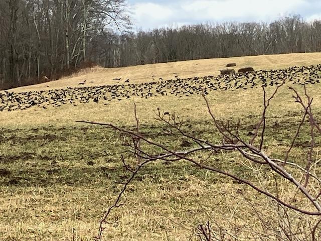 Red-winged Blackbird - ML615682505