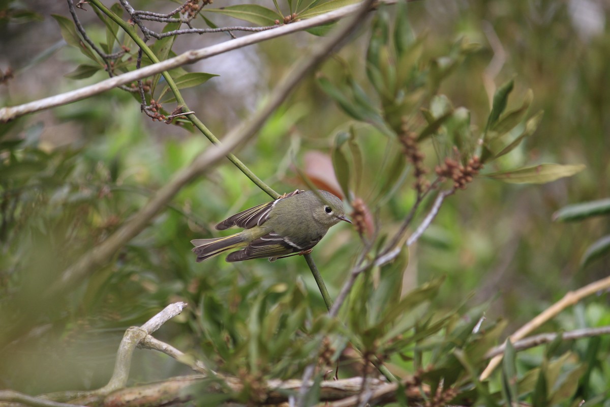 Ruby-crowned Kinglet - ML615682527