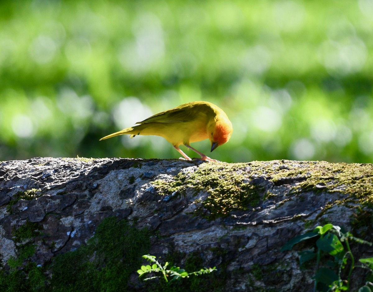 Saffron Finch - ML615682560