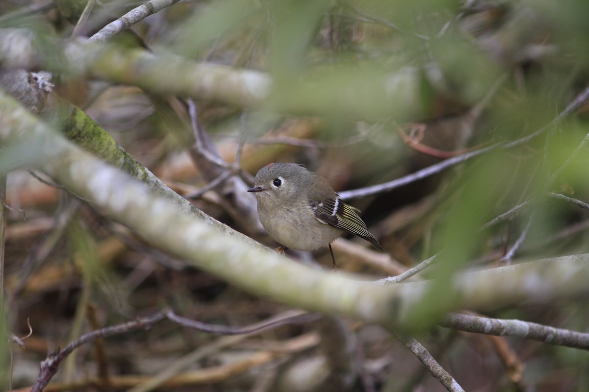 Ruby-crowned Kinglet - ML615682566