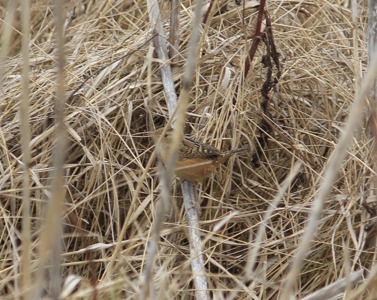 Sedge Wren - ML615682639