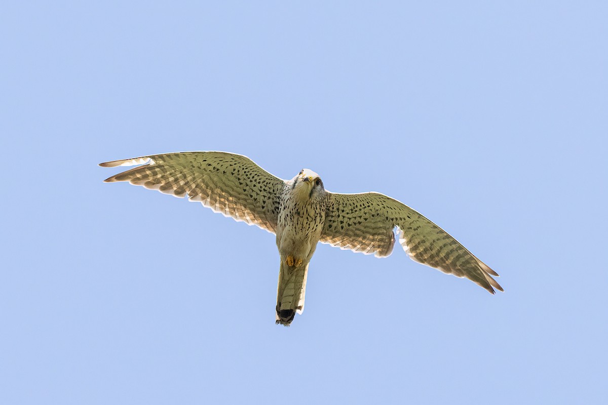 Eurasian Kestrel - ML615682657