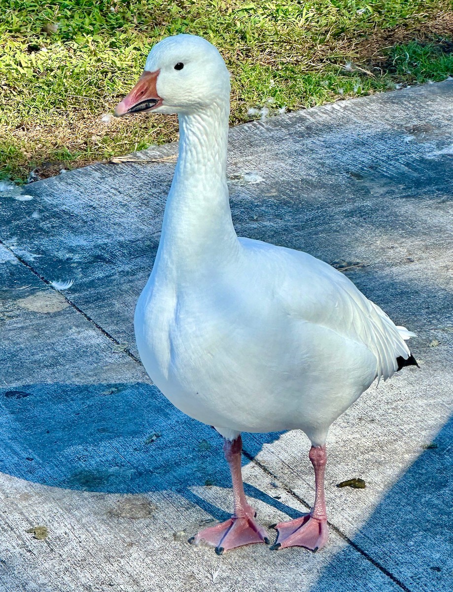 Snow Goose - ML615682674
