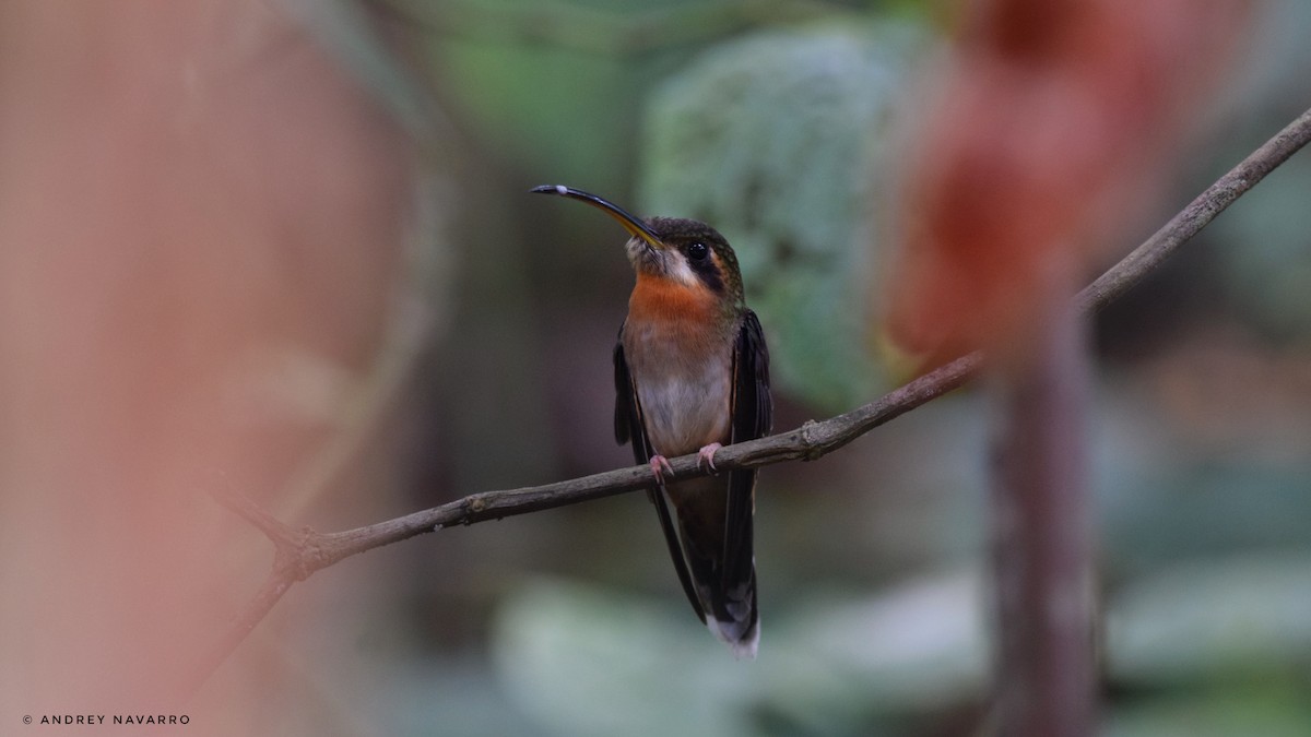 Полосатохвостый колибри-отшельник - ML615682683