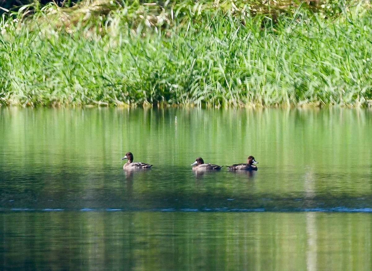 Lesser Scaup - ML615682684