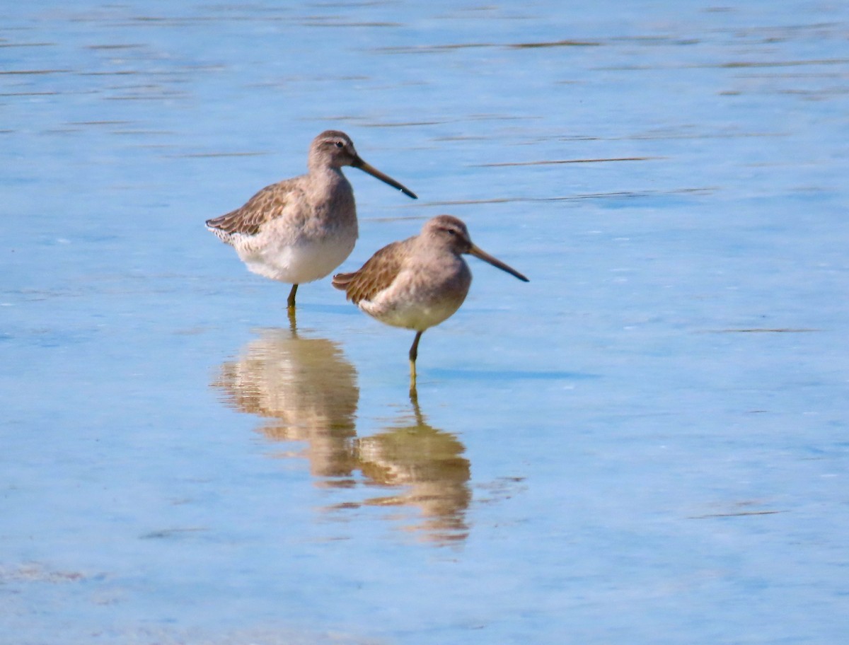 Long-billed Dowitcher - ML615682700