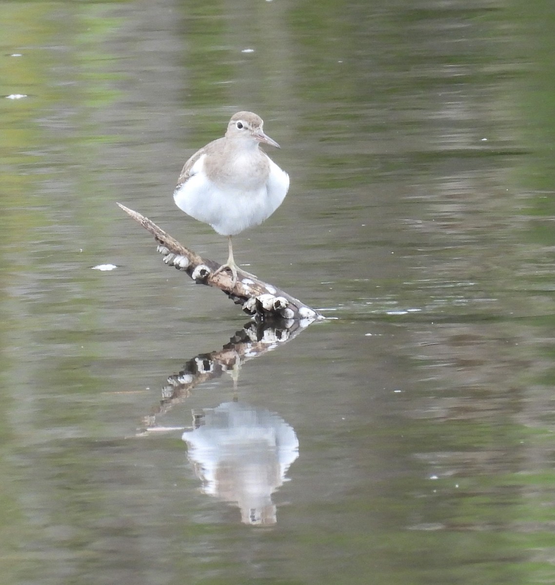 Spotted Sandpiper - ML615682745