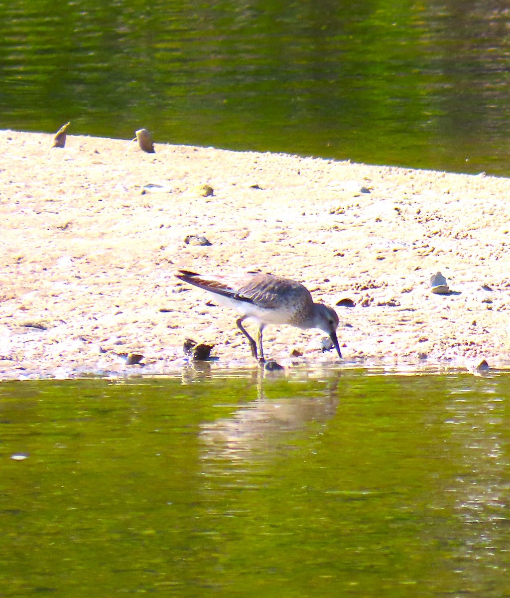 Red Knot - ML615682766