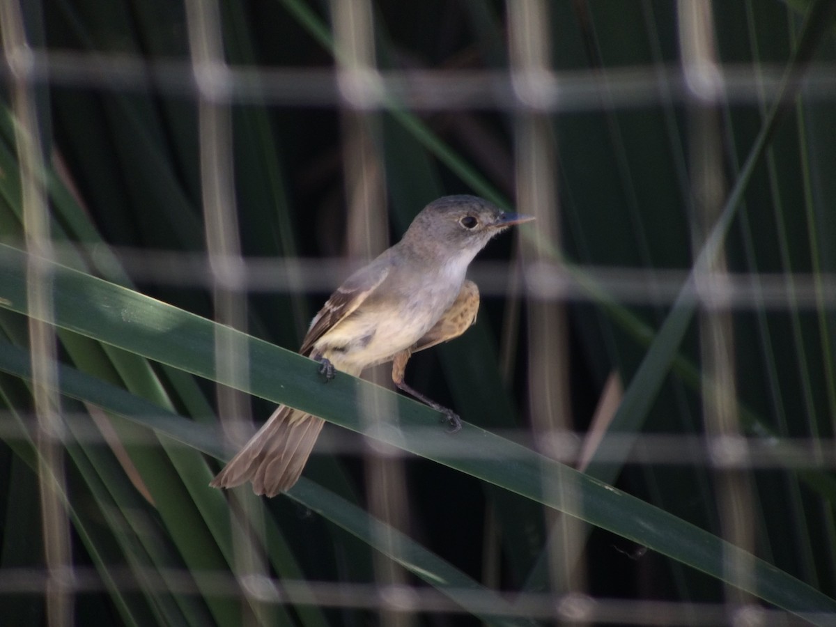 Willow Flycatcher - Brennan Mulrooney