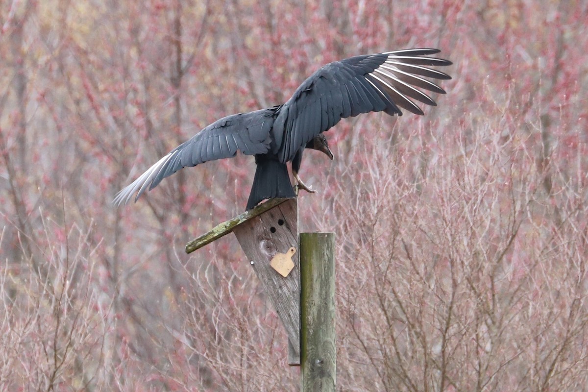 Black Vulture - ML615682884