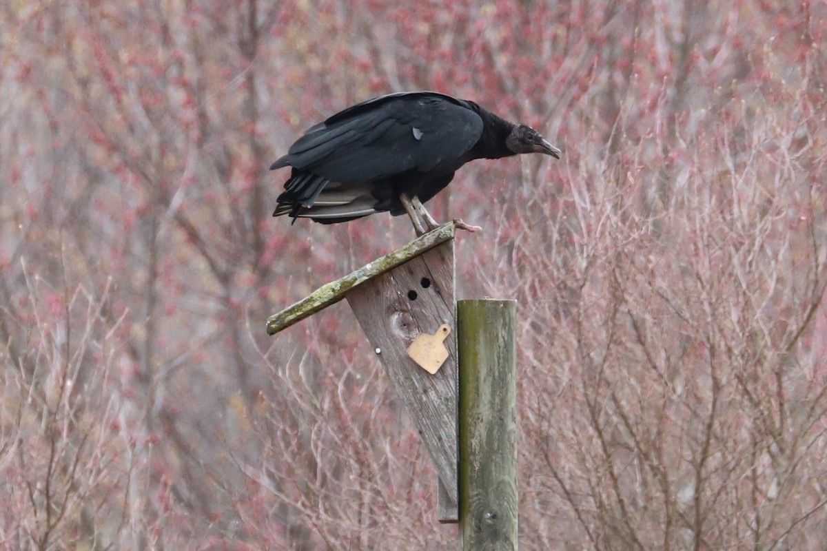 Black Vulture - ML615682885