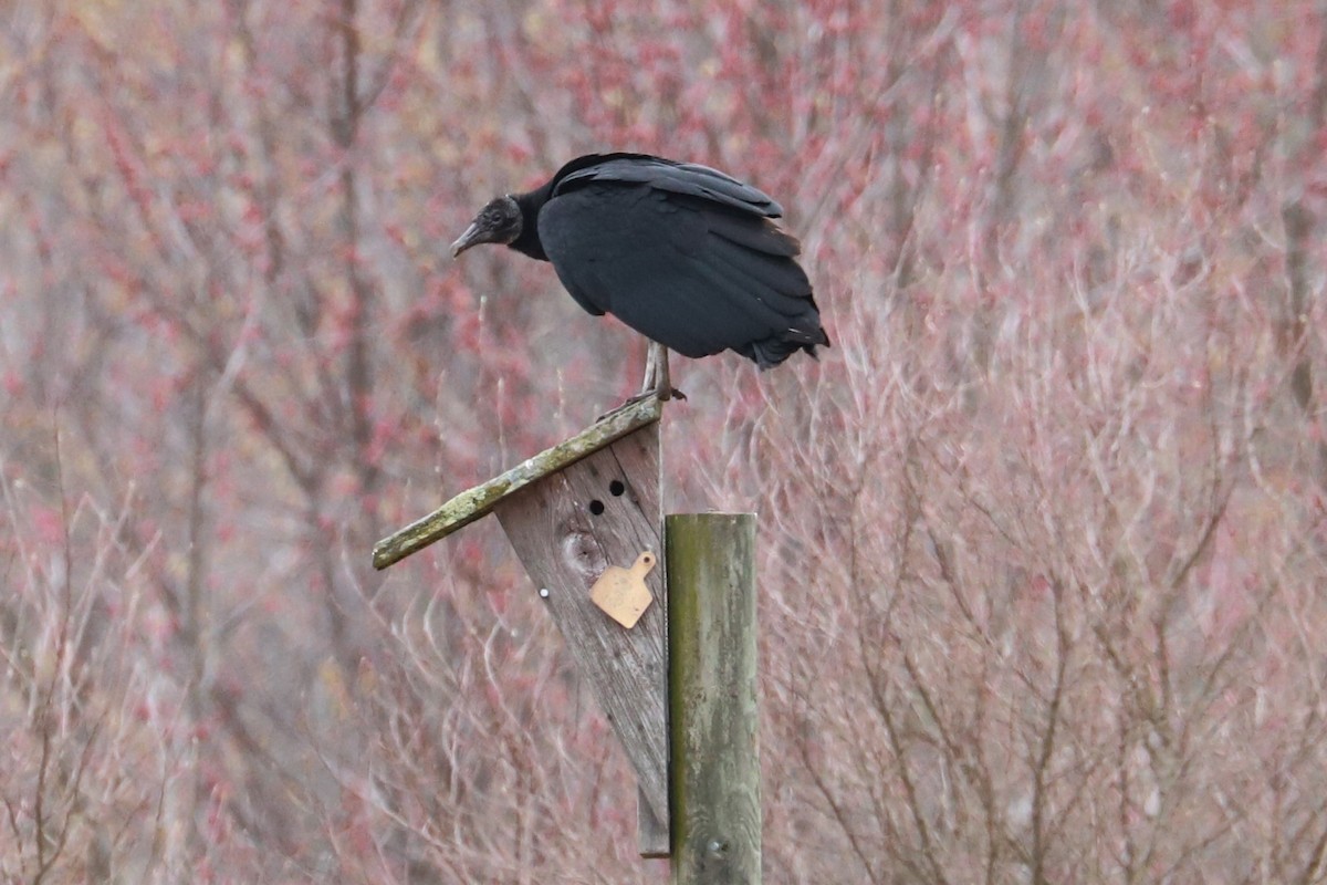 Black Vulture - ML615682886