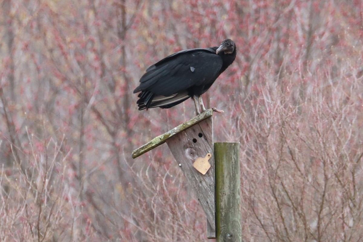 Black Vulture - ML615682888