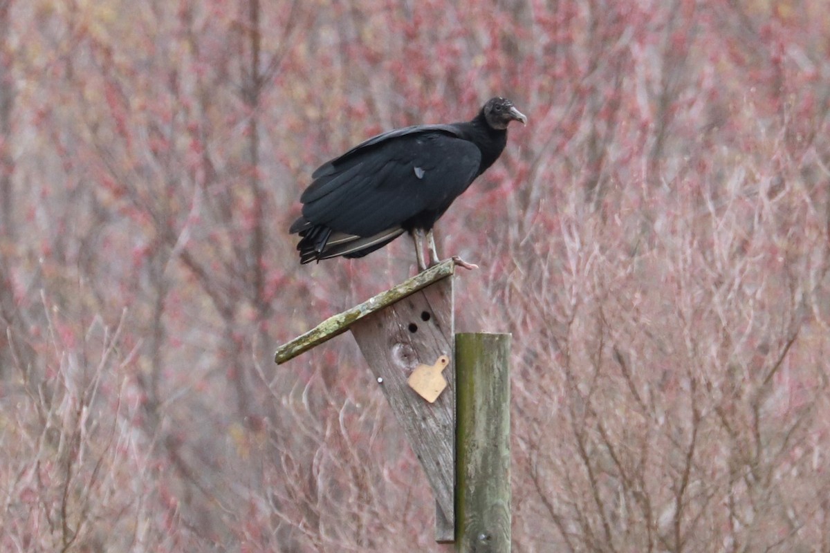 Black Vulture - ML615682889