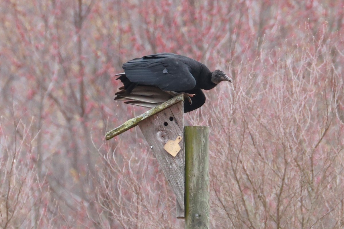 Black Vulture - ML615682890