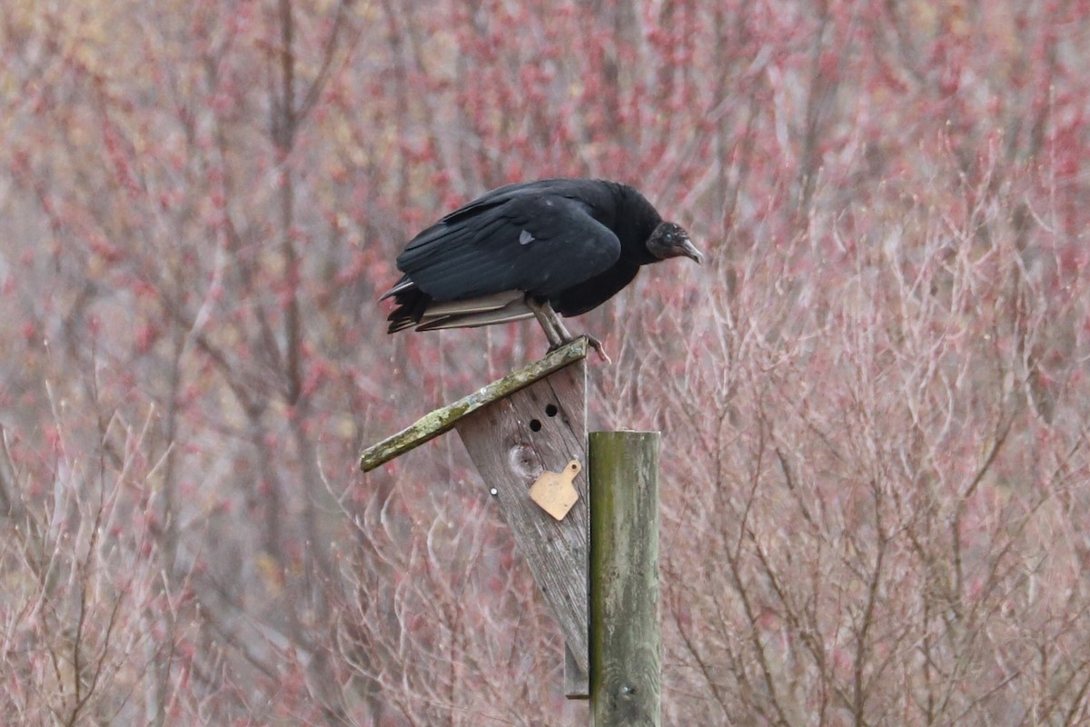 Black Vulture - ML615682891