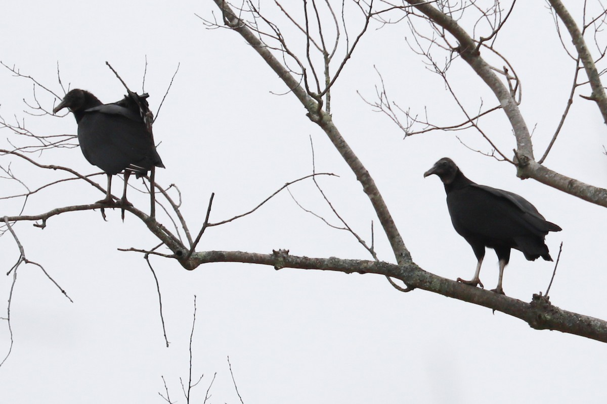 Black Vulture - ML615682892