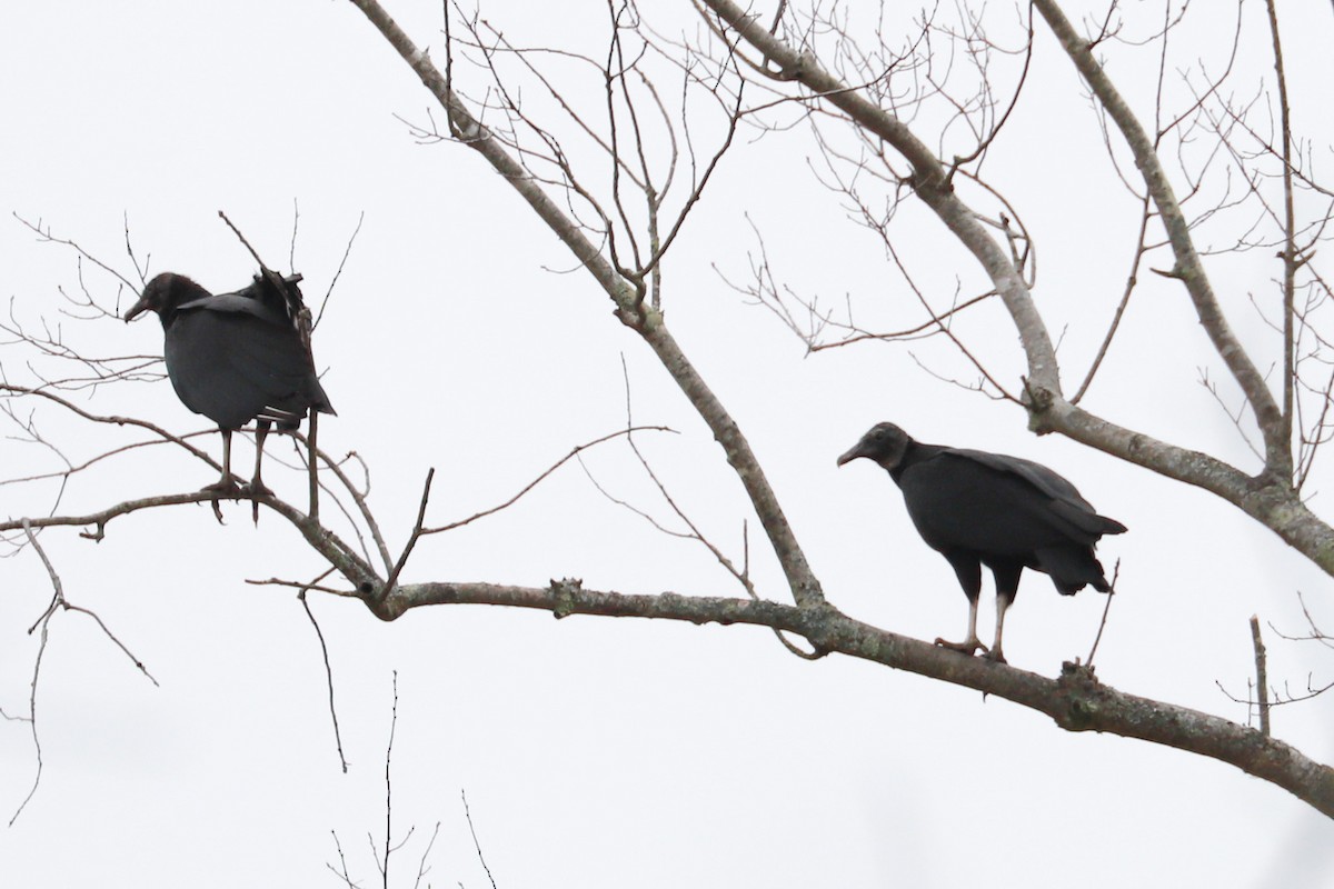 Black Vulture - ML615682893