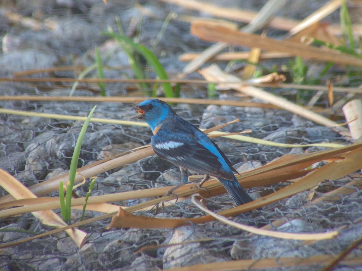 Lazuli Bunting - Brennan Mulrooney