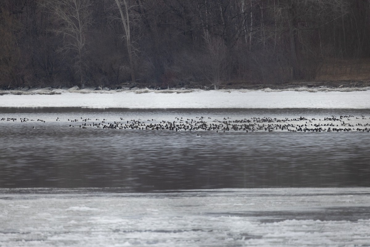 Greater Scaup - ML615682961